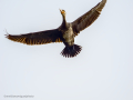 Cormorán grande - Phalacrocorax carbo - Corb marí gros