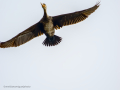 Cormorán grande - Phalacrocorax carbo - Corb marí gros