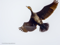 Cormorán grande - Phalacrocorax carbo - Corb marí gros