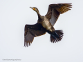 Cormorán grande - Phalacrocorax carbo - Corb marí gros