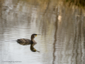 Cormorán grande - Phalacrocorax carbo - Corb marí gros