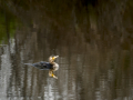 Cormorán grande - Phalacrocorax carbo - Corb marí gros