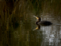 Cormorán grande - Phalacrocorax carbo - Corb marí gros