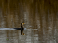 Cormorán grande - Phalacrocorax carbo - Corb marí gros