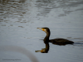 Cormorán grande - Phalacrocorax carbo - Corb marí gros