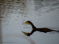 Cormorán grande - Phalacrocorax carbo - Corb marí gros