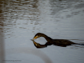 Cormorán grande - Phalacrocorax carbo - Corb marí gros