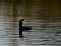 Cormorán grande - Phalacrocorax carbo - Corb marí gros