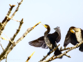 Cormorán grande - Phalacrocorax carbo - Corb marí gros