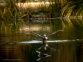 Cormorán grande - Phalacrocorax carbo - Corb marí gros