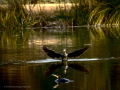 Cormorán grande - Phalacrocorax carbo - Corb marí gros