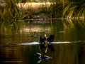 Cormorán grande - Phalacrocorax carbo - Corb marí gros