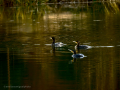 Cormorán grande - Phalacrocorax carbo - Corb marí gros