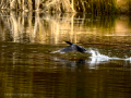 Cormorán grande - Phalacrocorax carbo - Corb marí gros