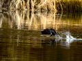 Cormorán grande - Phalacrocorax carbo - Corb marí gros