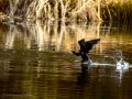 Cormorán grande - Phalacrocorax carbo - Corb marí gros