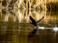 Cormorán grande - Phalacrocorax carbo - Corb marí gros