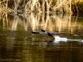 Cormorán grande - Phalacrocorax carbo - Corb marí gros