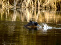 Cormorán grande - Phalacrocorax carbo - Corb marí gros