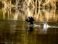 Cormorán grande - Phalacrocorax carbo - Corb marí gros