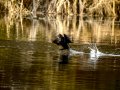 Cormorán grande - Phalacrocorax carbo - Corb marí gros