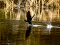 Cormorán grande - Phalacrocorax carbo - Corb marí gros