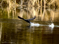 Cormorán grande - Phalacrocorax carbo - Corb marí gros