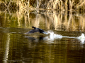 Cormorán grande - Phalacrocorax carbo - Corb marí gros