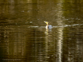 Cormorán grande - Phalacrocorax carbo - Corb marí gros