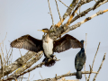 Cormorán grande - Phalacrocorax carbo - Corb marí gros