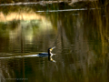 Cormorán grande - Phalacrocorax carbo - Corb marí gros