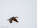 Cormorán grande - Phalacrocorax carbo - Corb marí gros