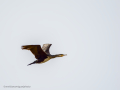 Cormorán grande - Phalacrocorax carbo - Corb marí gros