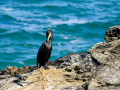 Cormorán Grande - Phalacrocorax carbo - Corb marí gros