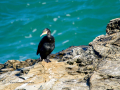 Cormorán Grande - Phalacrocorax carbo - Corb marí gros