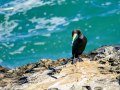 Cormorán Grande - Phalacrocorax carbo - Corb marí gros