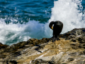 Cormorán Grande - Phalacrocorax carbo - Corb marí gros