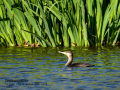 Cormorán grande - Phalacrocorax carbo - Corb marí gros
