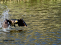Cormorán grande - Phalacrocorax carbo - Corb marí gros