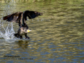 Cormorán grande - Phalacrocorax carbo - Corb marí gros