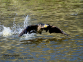 Cormorán grande - Phalacrocorax carbo - Corb marí gros