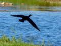 Cormorán grande - Phalacrocorax carbo - Corb marí gros