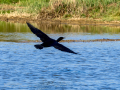 Cormorán grande - Phalacrocorax carbo - Corb marí gros