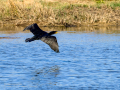 Cormorán grande - Phalacrocorax carbo - Corb marí gros