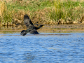 Cormorán grande - Phalacrocorax carbo - Corb marí gros