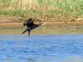 Cormorán grande - Phalacrocorax carbo - Corb marí gros