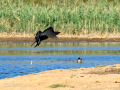 Cormorán grande - Phalacrocorax carbo - Corb marí gros