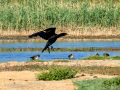 Cormorán grande - Phalacrocorax carbo - Corb marí gros
