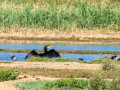 Cormorán grande - Phalacrocorax carbo - Corb marí gros