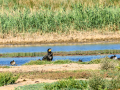 Cormorán grande - Phalacrocorax carbo - Corb marí gros
